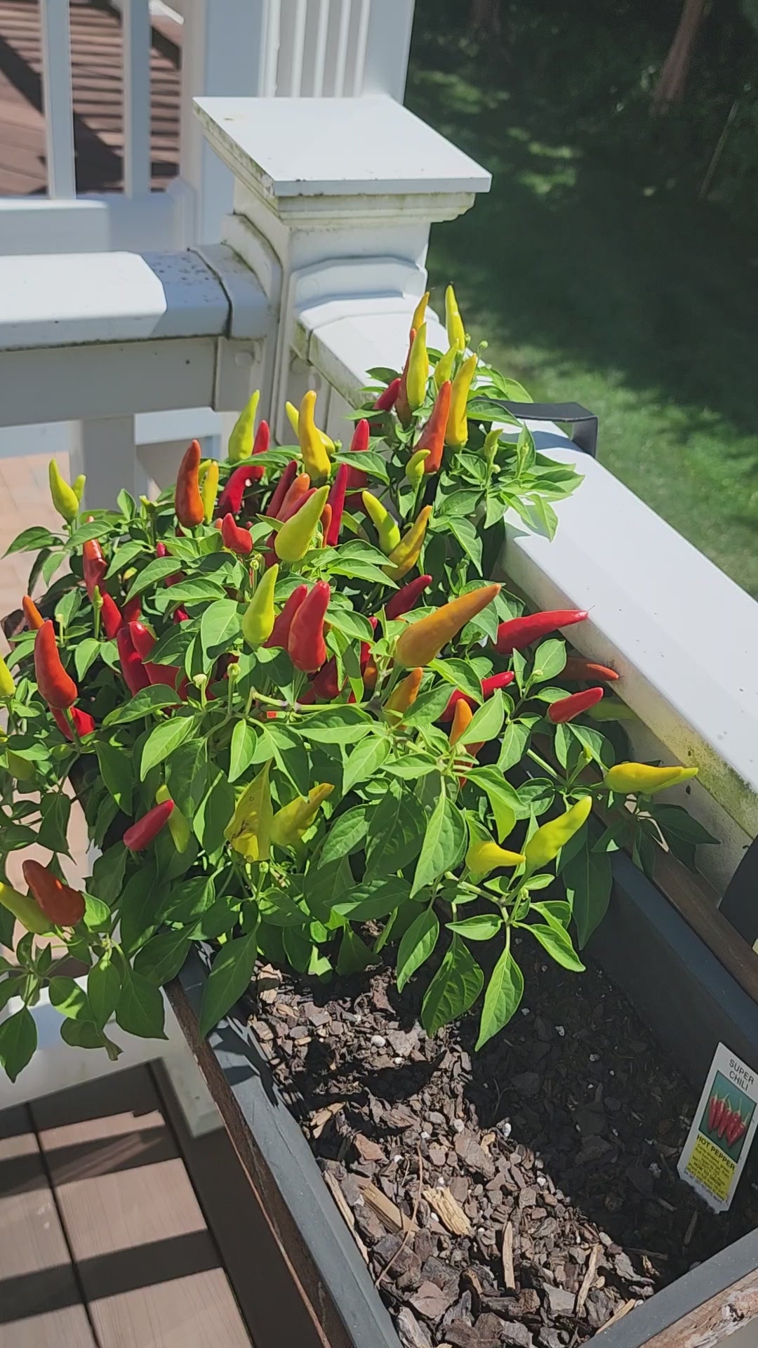 Picking Peppers
